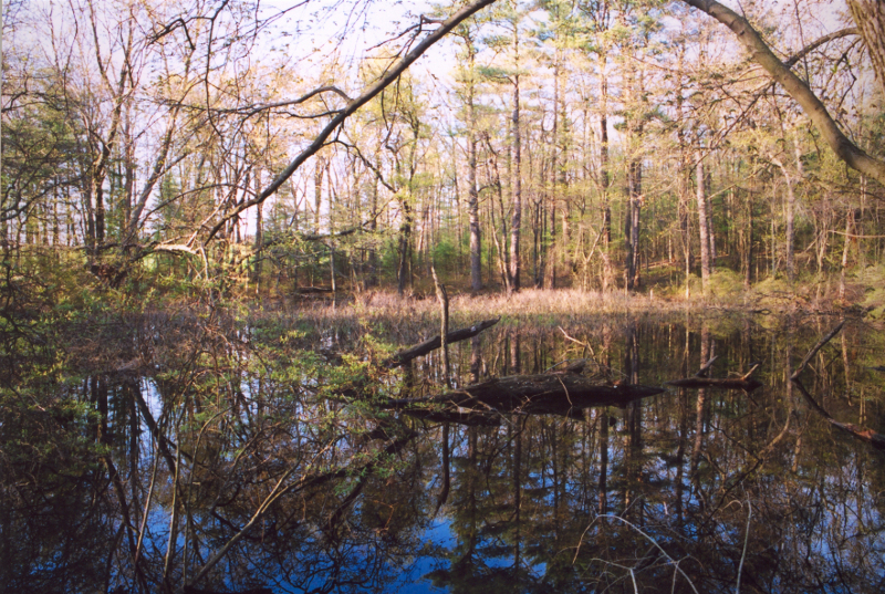 Unvegetated black leaf pool. Credit: Betsy Leppo